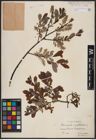 Foto von Salix aurita L. x Salix myrtilloides L.